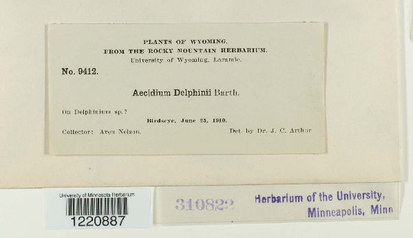 Aecidium delphinii image