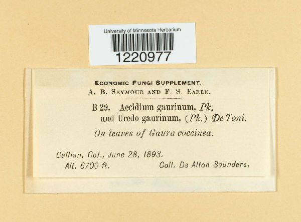 Aecidium gaurinium image