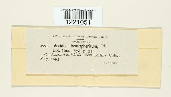 Aecidium hemisphaericum image