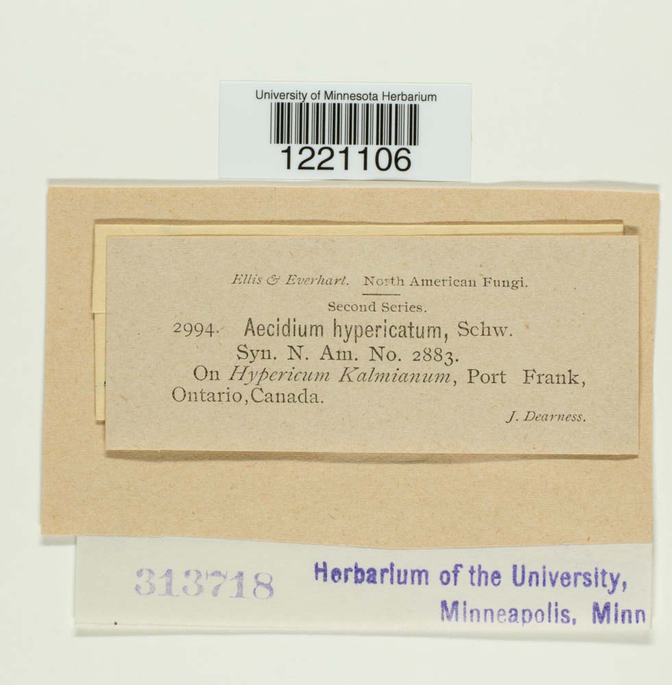 Aecidium hypericatum image