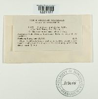 Aecidium malvicola image