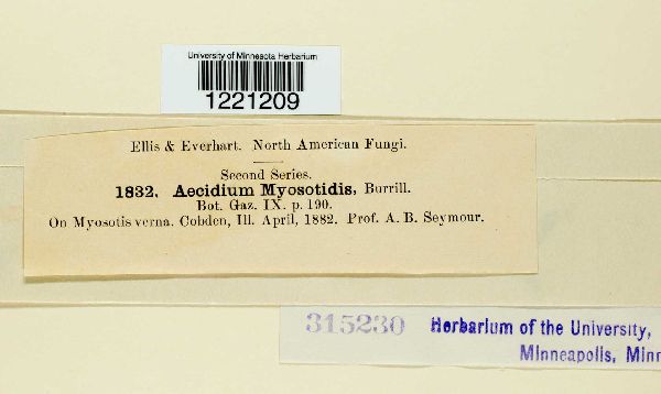 Aecidium myosotidis image