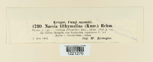 Naeviopsis tithymalina image