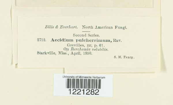 Aecidium pulcherrimum image