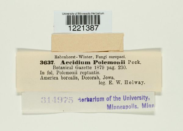 Aecidium polemonii image