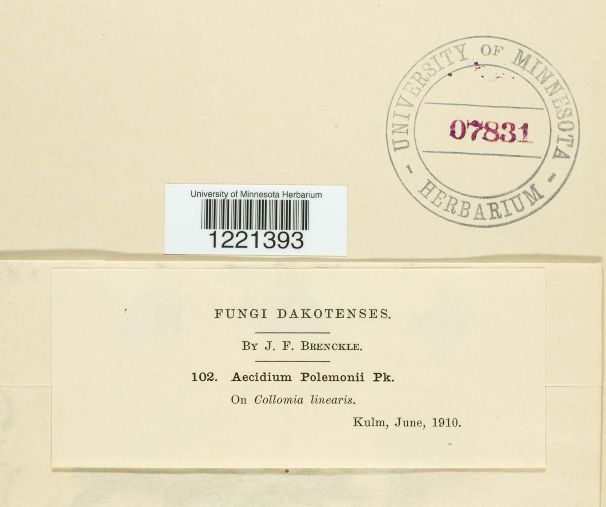 Aecidium polemonii image