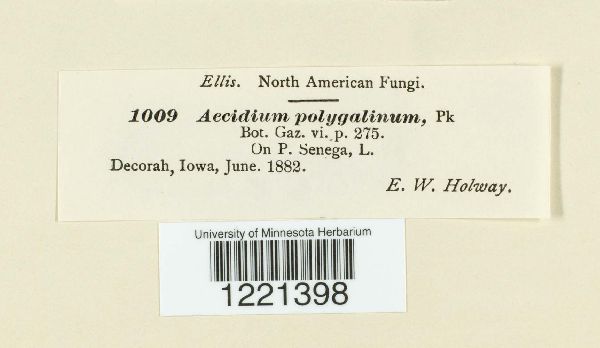 Aecidium polygalinum image