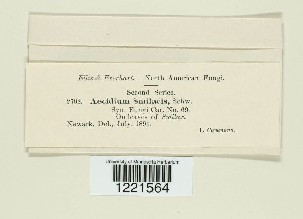 Aecidium smilacis image