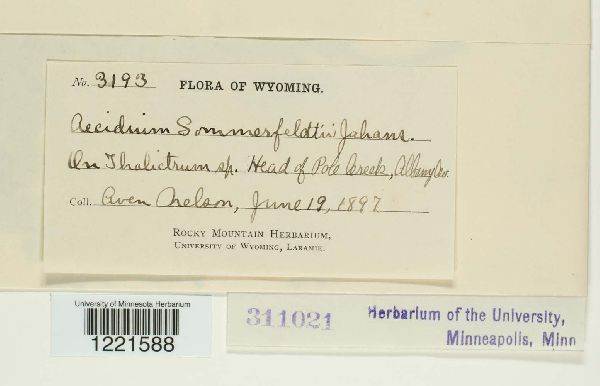 Aecidium sommerfeltii image
