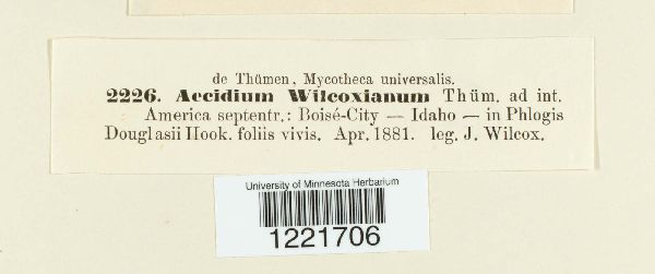 Aecidium wilcoxianum image