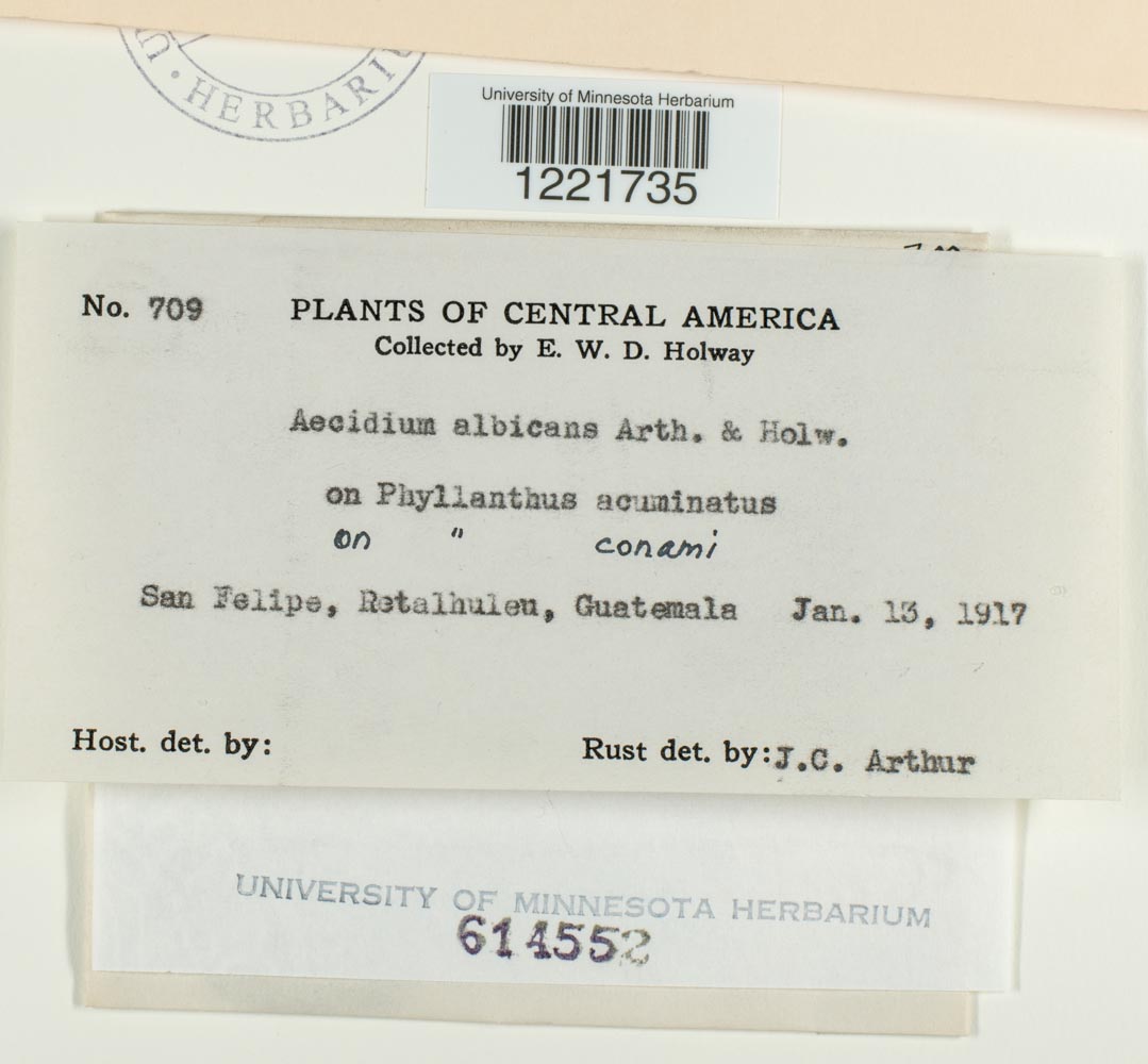 Aecidium albicans image