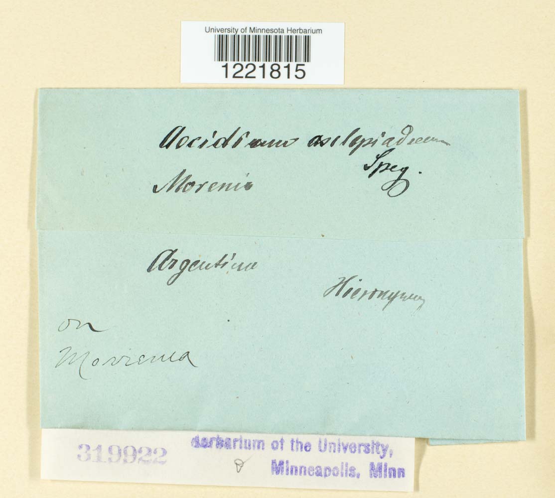 Aecidium asclepiadinum image