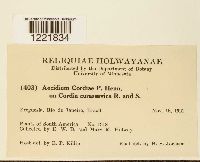 Aecidium cordiae image