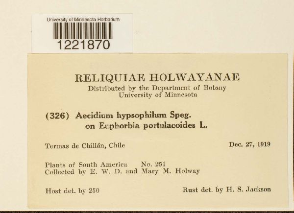 Aecidium hypsophilum image