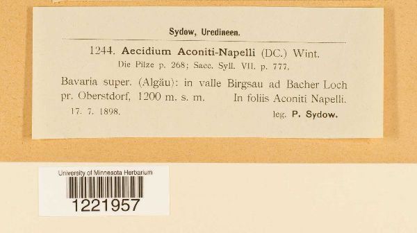 Aecidium aconiti-napelli image