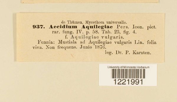 Aecidium aquilegiae image