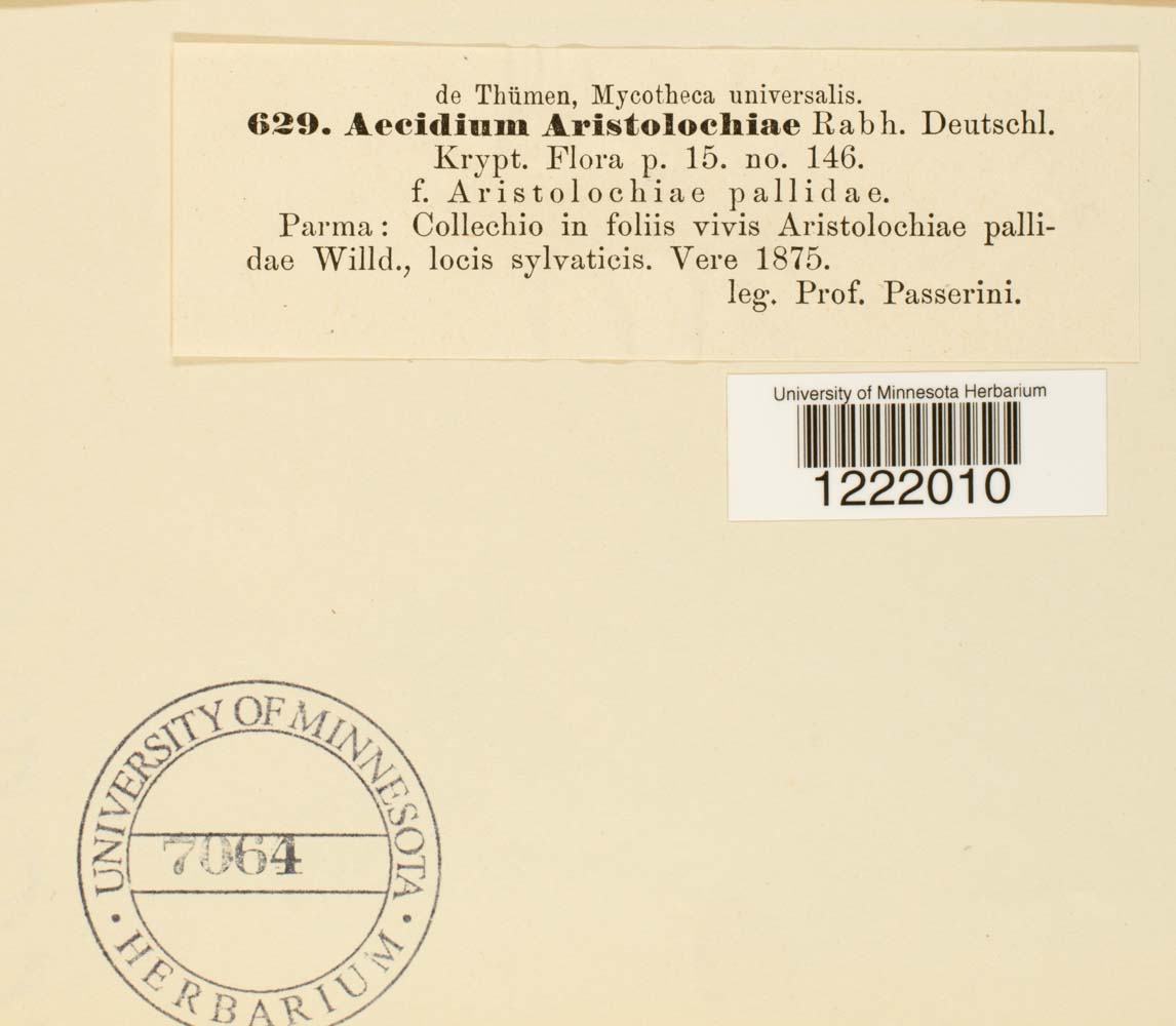 Aecidium aristolochiae image