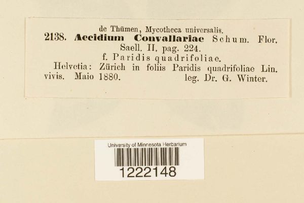 Aecidium convalariae image