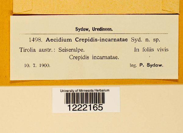 Aecidium crepidis-incarnatae image