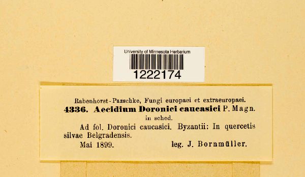 Aecidium doronici-caucasici image
