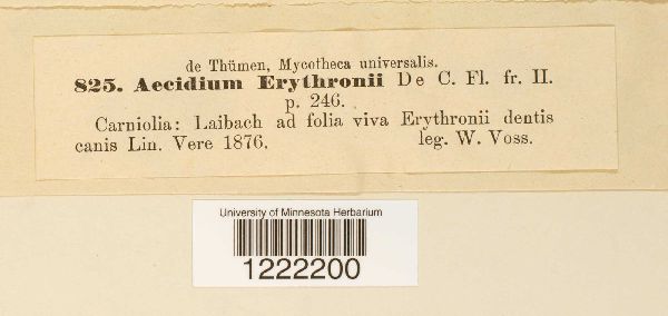 Aecidium erythronii image