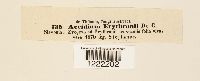 Aecidium erythronii image