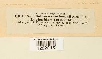 Aecidiolum exanthematicum image