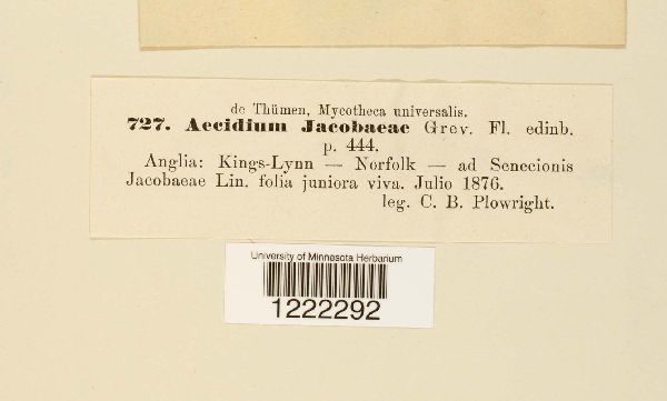 Aecidium jacobeae image