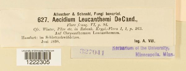 Aecidium leucanthemi image