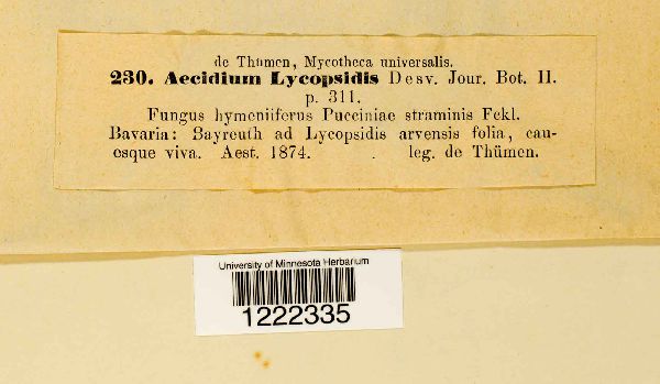 Aecidium lycopsidis image