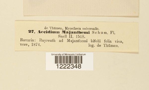 Aecidium majanthae image