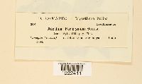 Aecidium periclymeni image