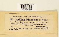 Aecidium phaseolorum image