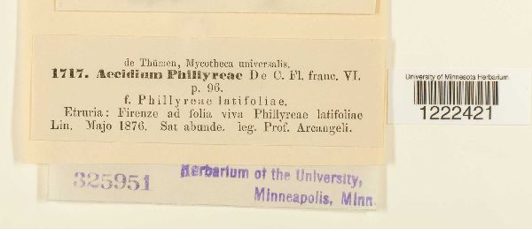 Aecidium phillyreae image