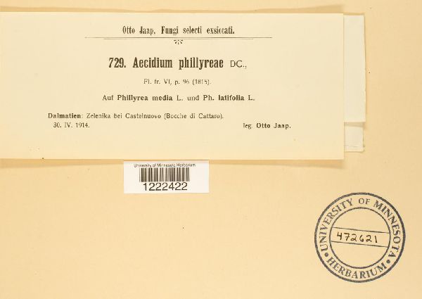 Aecidium phillyreae image