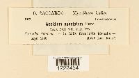 Aecidium punctatum image