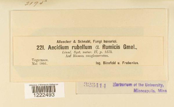 Aecidium rubellum image