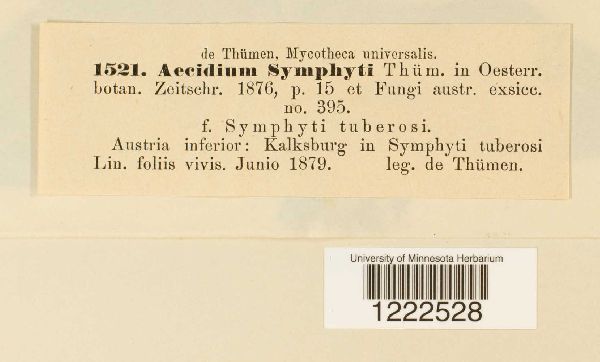 Aecidium symphyti image