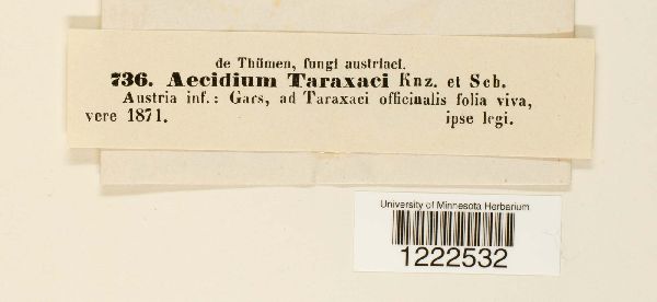 Aecidium taraxaci image