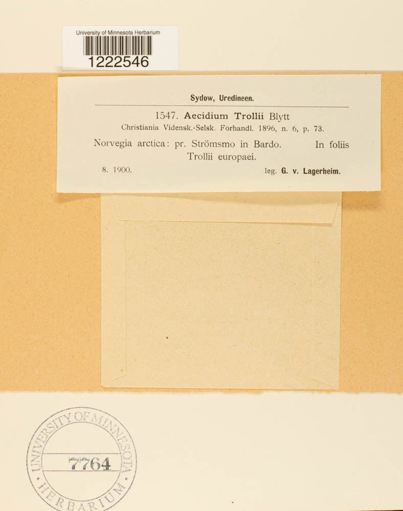 Aecidium trollii image