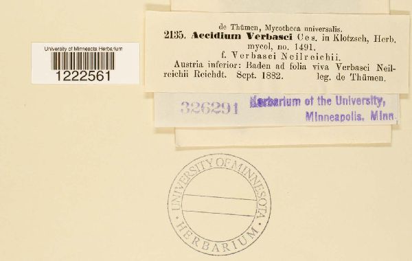 Aecidium verbasci image