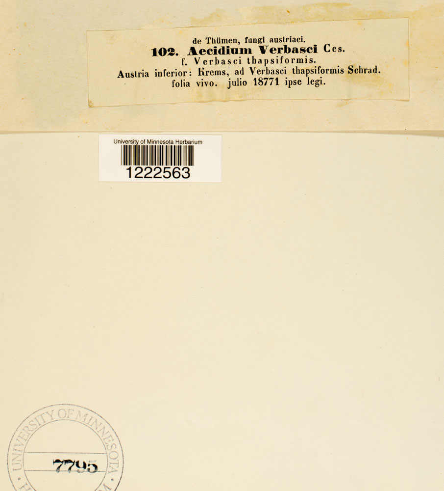 Aecidium verbasci image