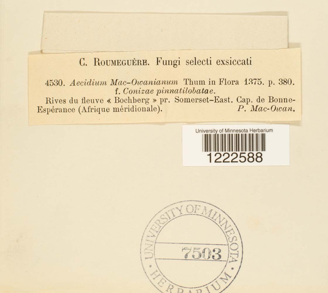 Aecidium macowanianum f. conyzae-pinnatilobatae image