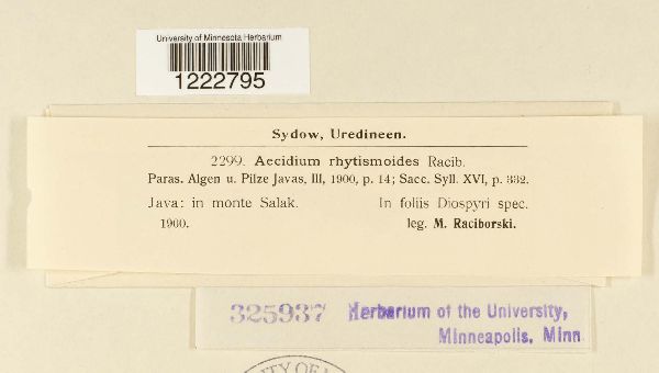Aecidium rhytismoides image