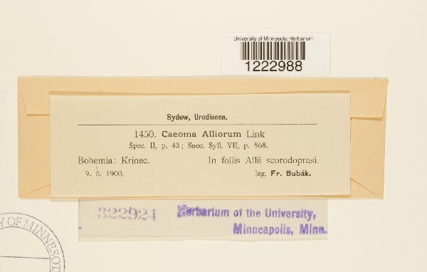 Caeoma alliorum image