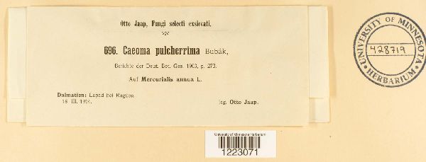 Caeoma pulcherrimum image