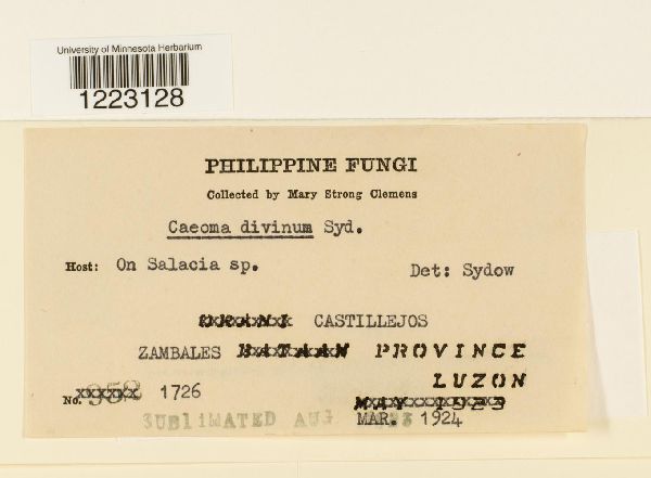 Kweilingia divina image