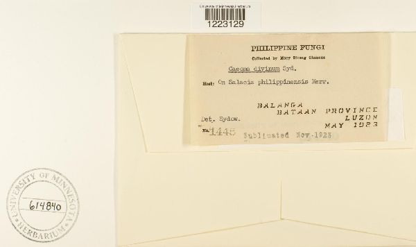 Kweilingia divina image