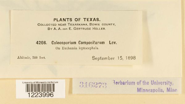 Coleosporium compositarum image