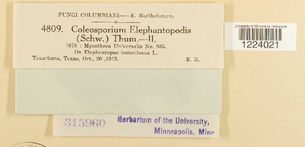 Coleosporium elephantopodis image